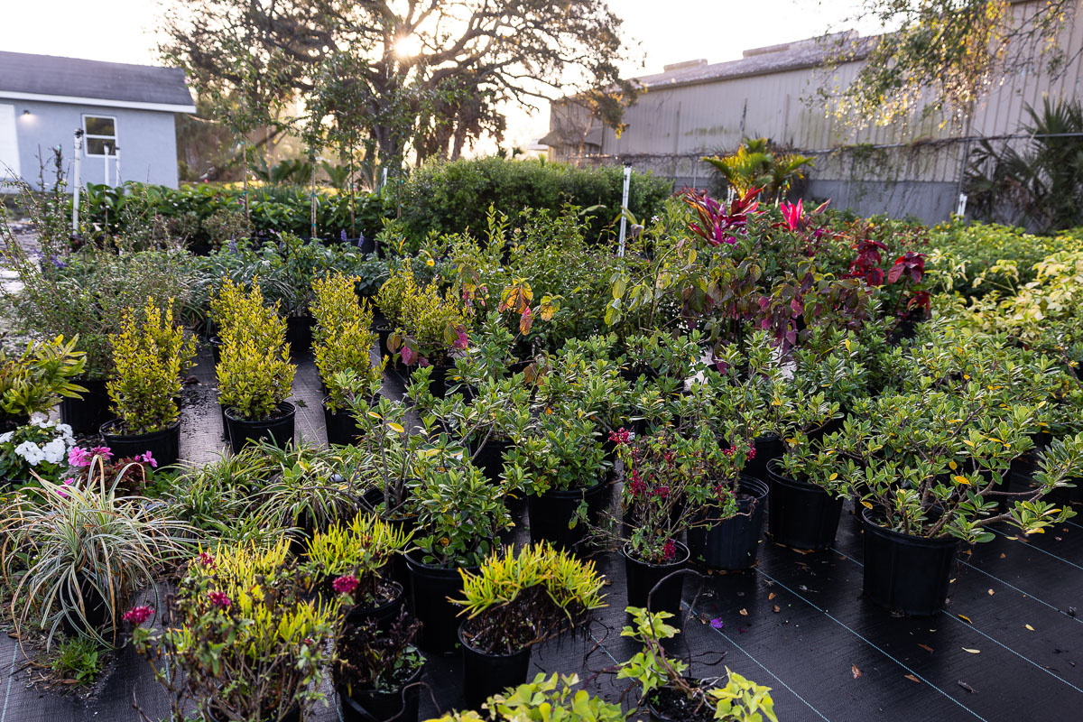 Plants being thoughtfully organized for a Florida landscape installation