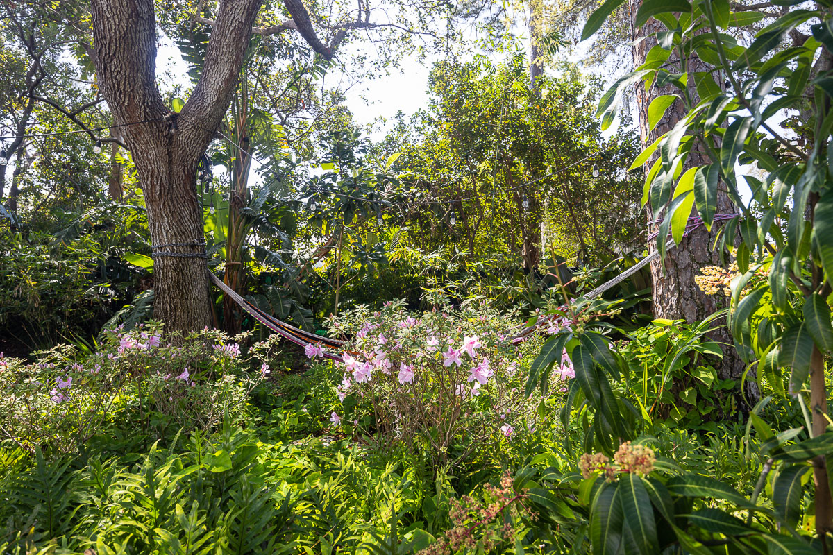 Mature palms and architecture within an established Florida landscape